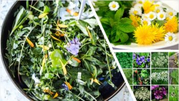 (17/05/2025) Plantes comestibles et médicinales
