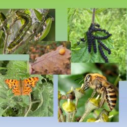 (12/07/2025) Collaboration plantes et insectes