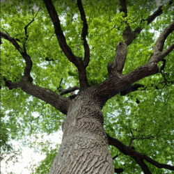 (26/07/2025)  Le chêne, arbre monde