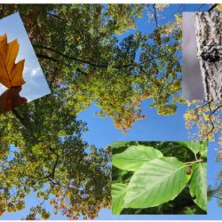 (20/09/2025) Reconnaissance des arbres en forêt