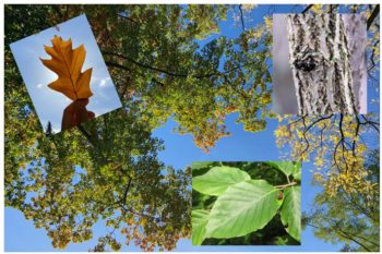 (20/09/2025) Reconnaissance des arbres en forêt