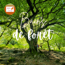 Bains de forêt