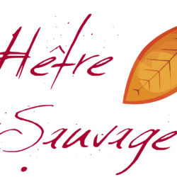 (16/05/2026) Le hêtre emblème de la Forêt de Soignes