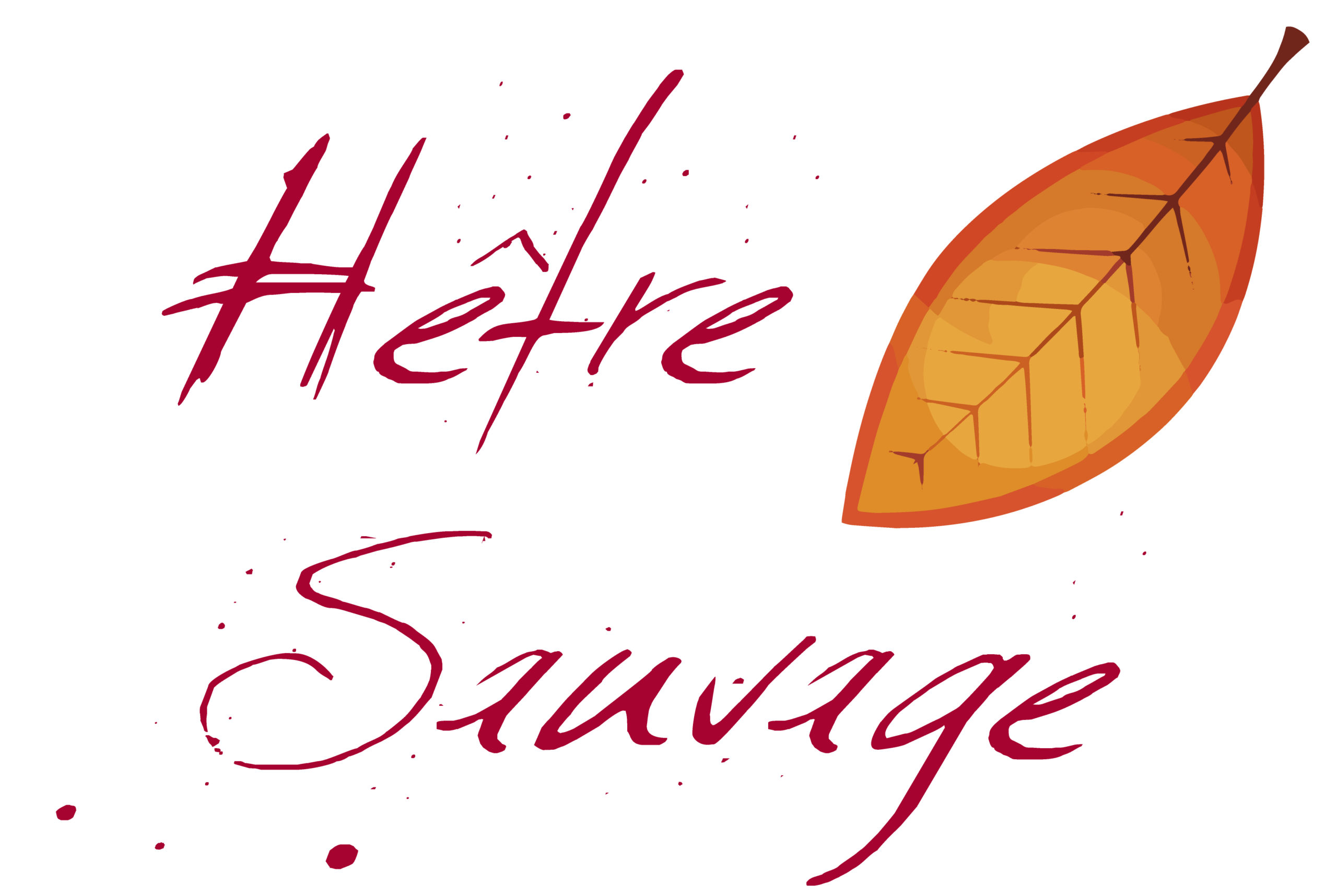 (16/05/2026) Le hêtre emblème de la Forêt de Soignes