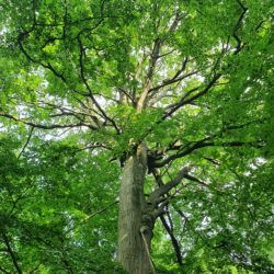 (13/06/2026) Le hêtre emblème de la Forêt de Soignes