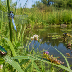 (05/07/26) Ailes, couleurs et reflets au Jardin Massart
