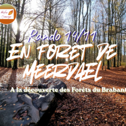 (14/11/2026) Rando - En forêt de Meerdael