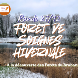 (27/12/2026) Rando - Forêt de Soignes hivernale